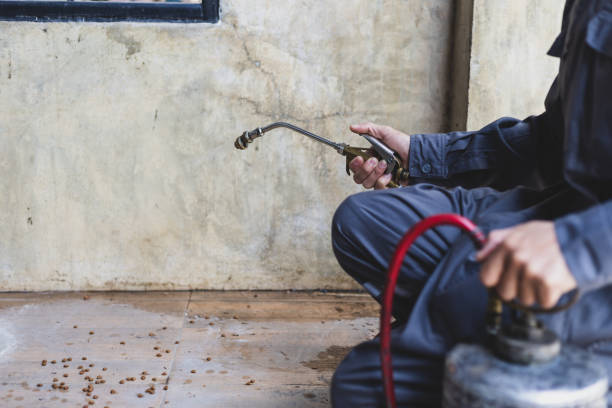 Best Termite Control Services  in Little Falls, MN